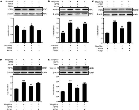 Frontiers | Rescue of HSP70 in Spinal Neurons Alleviates Opioids ...