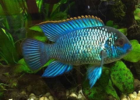 Electric Blue Acara Care: Size, Lifespan, Tank Setup, Breeding, and More