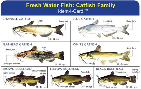 Goldfish, Bullheads, Catfish, etc. - U.S.A. - North & East Regions ...