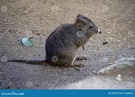 Long nosed potoroo stock photo. Image of nosed, kangaroo - 125211114