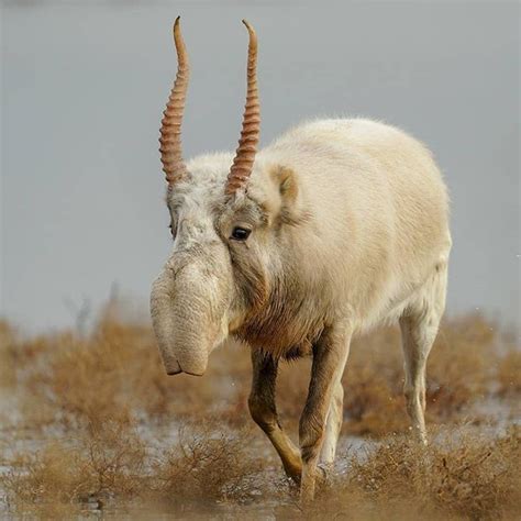 Wildlife Conservation Network on Instagram: “Saiga antelopes, whose ...