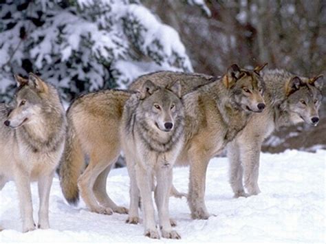 Wolf Pack Hierarchy - Facts about the Wolf Social Structure