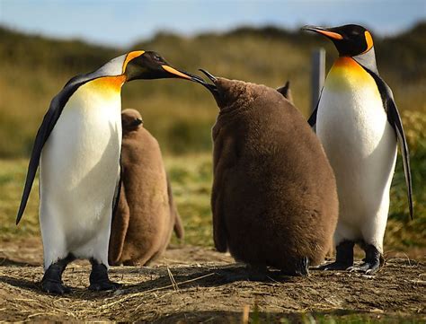 Emperor Penguin Feeding Chick