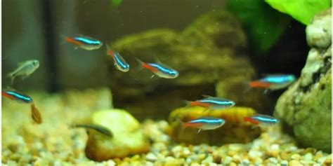 Breeding Tetra Fish - Step By Step Guide | Tetra Fish Care