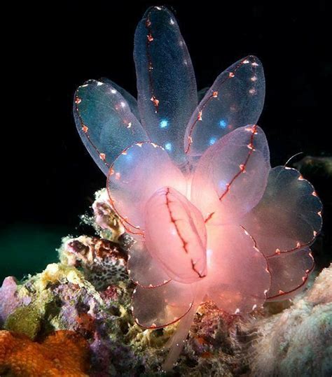 Pink Butterfly Sea Slug | Deep sea life, Weird animals, Sea slug