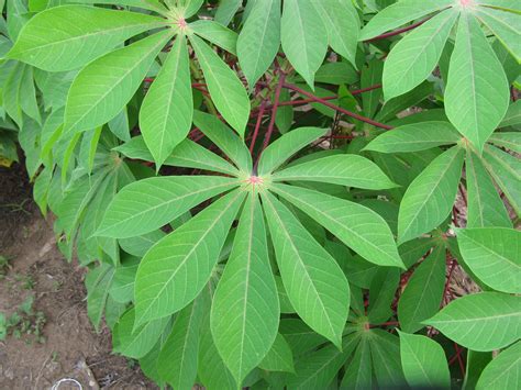 Mapping a Path to Improved Cassava Production