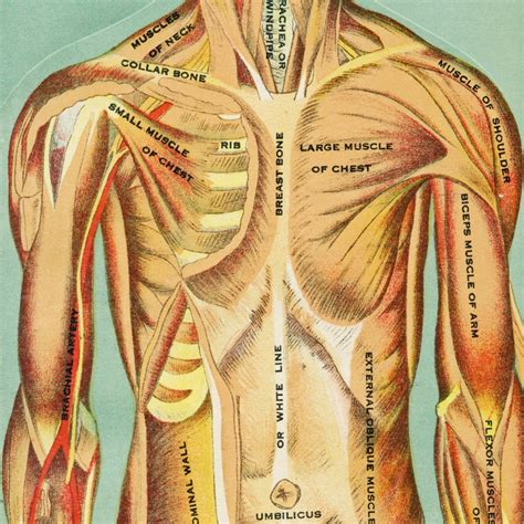 Antique Interactive Manikin Print of the Chest and Torso | Etsy