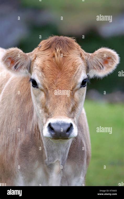 Closeup Portrait of Jersey Cow Calf Stock Photo - Alamy