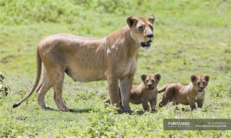 Lioness With Cubs — environment, scenery - Stock Photo | #164929610