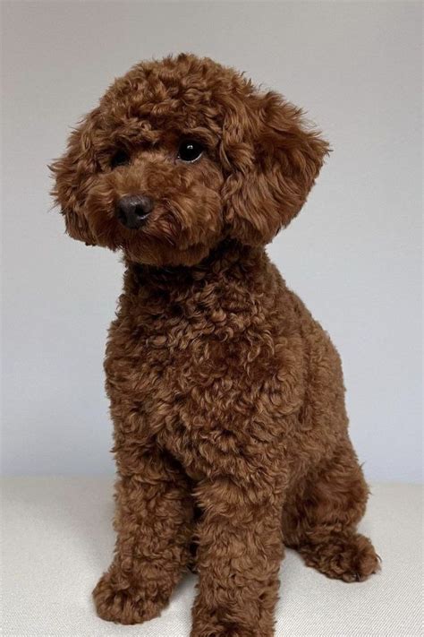 a small brown dog sitting on top of a white surface