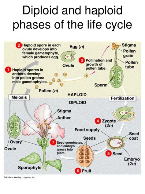 PPT - Diploid and haploid phases of the life cycle PowerPoint ...