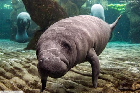 Manatee Facts, Pictures & Information. Meet The 3 Species Of Sea Cow