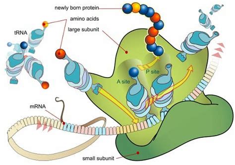 Rrna Structure And Function