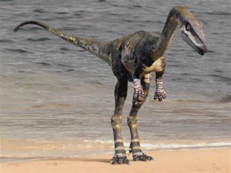 Coelophysis - Walking With Wikis - the free Walking with... encyclopedia