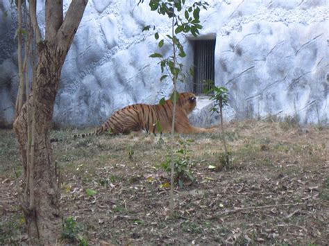 Tiger At Kanpur Zoo - Atul Gaur