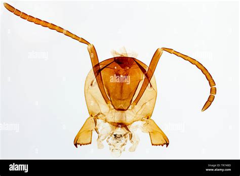 Microscope Ant High Resolution Stock Photography and Images - Alamy