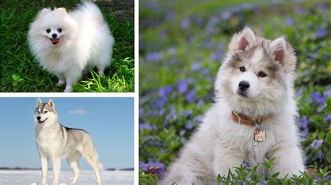 Top 15 Most Popular Pomeranian Mix Dogs - PetHelpful