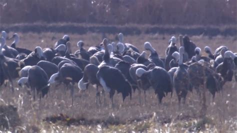 Hooded Crane Habitat - YouTube