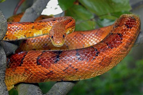 Corn Snake | The Maryland Zoo