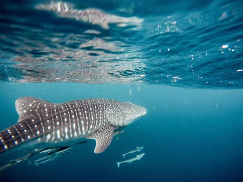 Oslob Whale Shark Swimming: Complete Guide For 2023