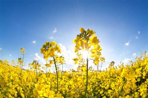 Rapeseed Information - Learn About Growing Rape Plants In The Garden