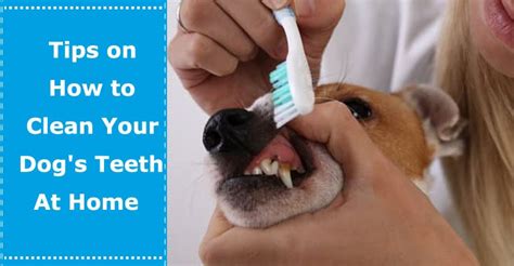 Tips on How to Clean Your Dog's Teeth At Home - PetXU