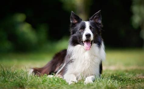 Top Border Collie Names – [785+ Ideas For Your Pup]