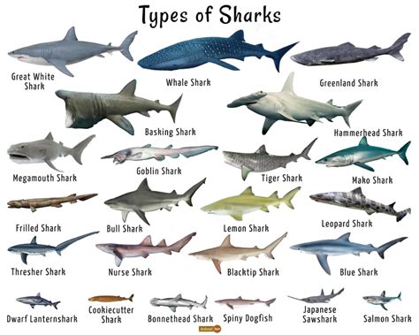 types of shark - Google Search | Types of sharks, Shark facts, Sea life ...