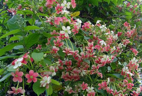 Download free photo of Rangoon creeper,burma creeper,madhu malati ...