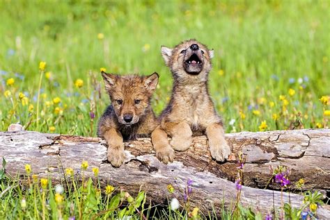 Wolf Cubs On Log Photograph by John Pitcher