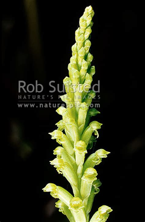 Native Common Onion Orchids (Microtis unifolia), New Zealand (NZ ...