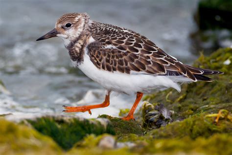 Ruddy Turnstone | Audubon Field Guide