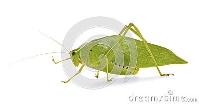 Green Grasshopper With Wings Like Leaves Stock Images - Image: 18691904