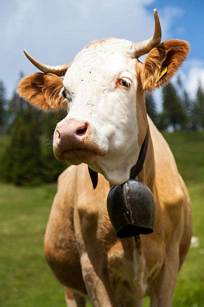 Cow Bells Stock Photos, Pictures & Royalty-Free Images - iStock