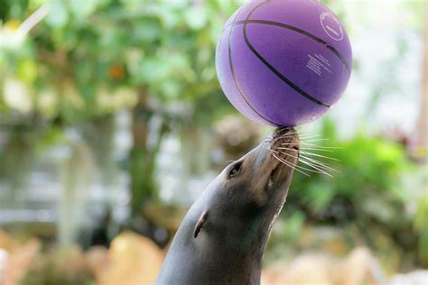 Sea Lion Ball Photograph by Chris Kasmar | Fine Art America