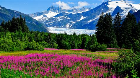 Alaska, mountains, glaciers, cliffs, flowers, nature, landscape ...