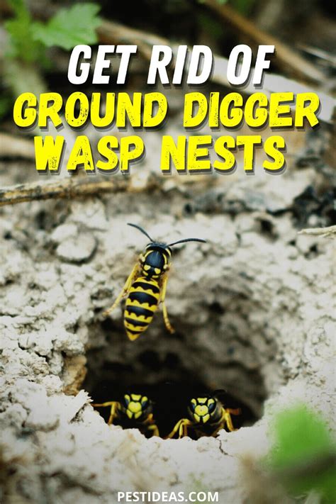 Get Rid of Ground Digger Wasp Nests | Wasp nest, Wasp nest removal, Wasp