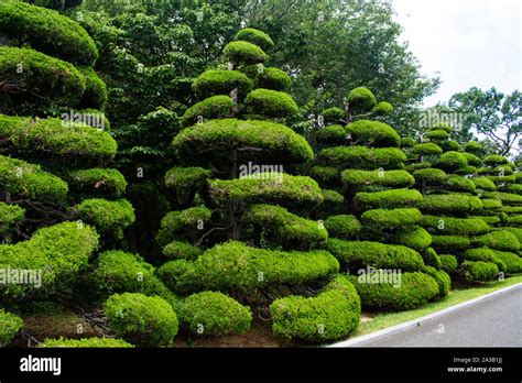 Magical cone shaped trees line the road in a spectacular park in Busan ...