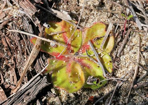 Australian Carnivorous Plants - Droseraceae