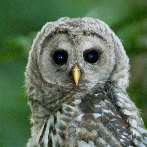 Young Barred Owl