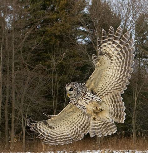 сова, owl, фотография, сов много не бывает | Owl photos, Beautiful ...