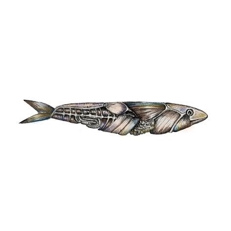 Anatomy of a Sardine - Sardine Contest ’23