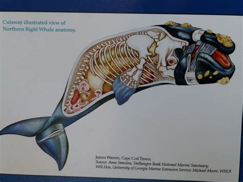 right whale, anatomy, WHOI | Whale, Anatomy, Marine