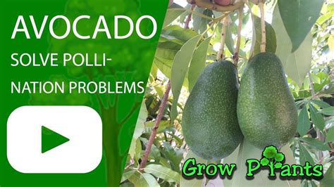 How To Pollinate An Avocado Tree - Health Meal Prep Ideas