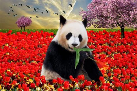 151 Cute and Funny Panda Names - Animal Hype