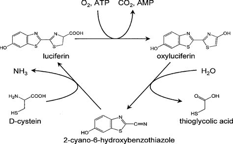 Luciferin‐Regenerating Enzyme Crystal Structure Is Solved but its ...