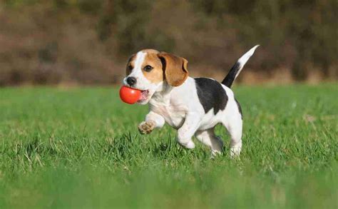 Is Playing Fetch Good For Dogs