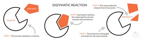 Managing enzymes in food - Basics of enzyme science - FoodCrumbles