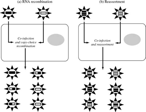 [PDF] The Evolution and Emergence of RNA Viruses | Semantic Scholar