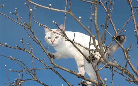 wallpaper cat, tree, climbing HD : Widescreen : High Definition ...